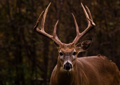Wisconsin Whitetail Hunting Ranch - Long Lake Outfitters