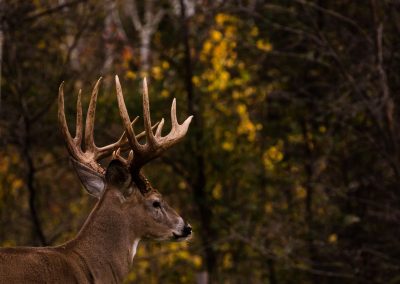 Wisconsin Whitetail Hunting Ranch - Long Lake Outfitters
