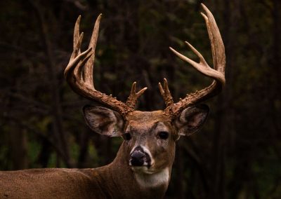 Wisconsin Whitetail Hunting Ranch - Long Lake Outfitters