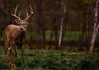 Wisconsin Whitetail Hunting Ranch - Long Lake Outfitters