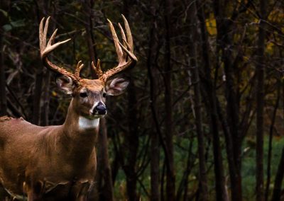 Long Lake Outfitters | Northern Wisconsin's Premier Whitetail Hunting Ranch