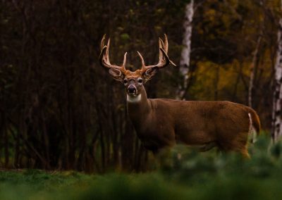 Wisconsin Whitetail Hunting Ranch - Long Lake Outfitters
