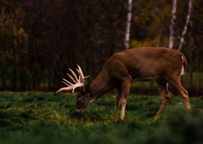 Wisconsin Whitetail Hunting Ranch - Long Lake Outfitters
