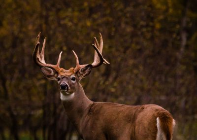 Wisconsin Whitetail Hunting Ranch - Long Lake Outfitters