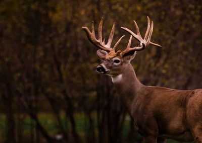 Wisconsin Whitetail Hunting Ranch - Long Lake Outfitters